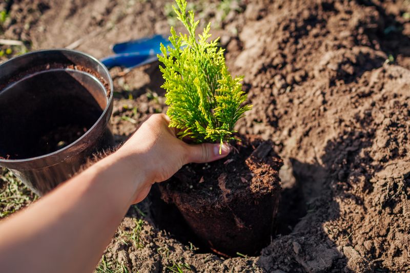 Apple Tree Planting in Honolulu, HI